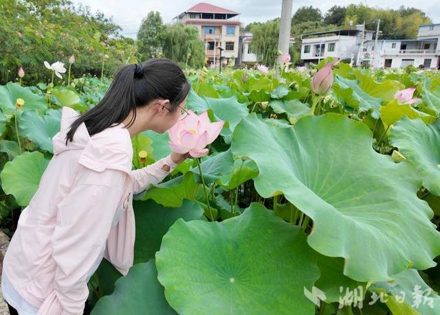 【你有好货 我来吆喝】美景鲜货别错过！崇阳县大垅村湾荷花基地喊您赏莲花采莲子