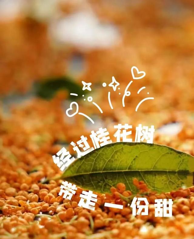 别信秋天萧瑟！凉山的花：我们才是秋天的“显眼包”