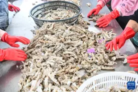江苏启东：吕四渔港收获忙图片