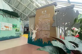 “麋鹿传奇”展亮相天津自然博物馆图片