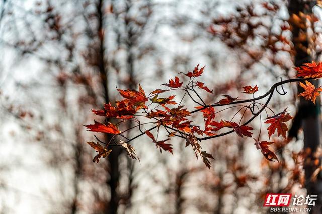 岁暖时刻丨枫落无声，秋意成空——益阳红枫大道的迟暮之美
