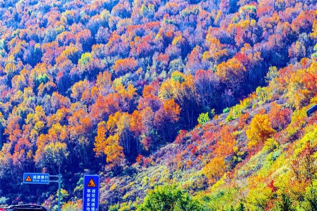 学习强国 | 河北崇礼：梧桐大道的“醉”美秋色