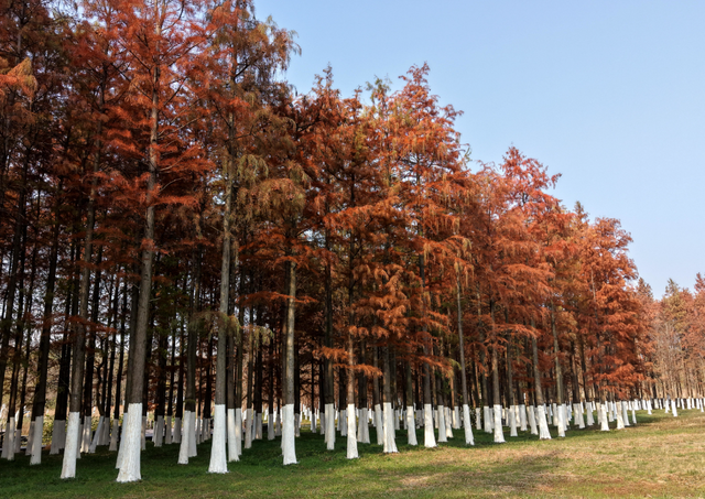 巢湖百余亩红杉林宛如斑斓油画