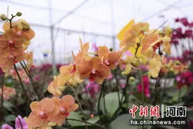 河南淅川：蝴蝶兰开引客来图片