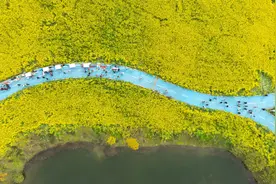 四川彭山：五湖四海油菜花竞相开放图片
