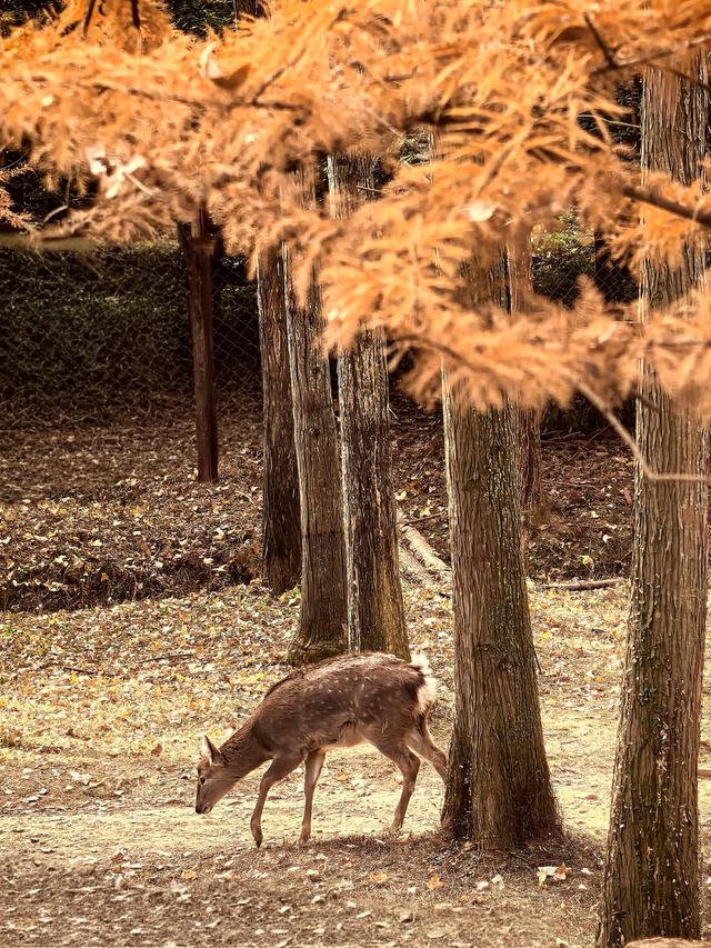 晚潮｜长乐初冬暖融融