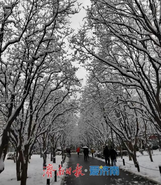 一年四季 泉在济南丨雪漫济南府 九景入画来