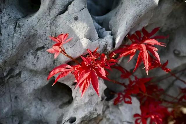 欢迎走进愚园的假山秘境→