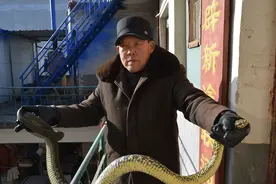 新春走基层｜与蛇“共舞”30载 河南“养蛇者说”图片