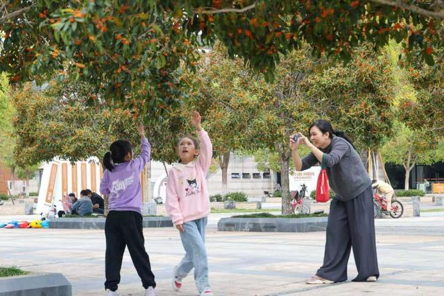 福建武夷山：丹桂飘香 赏花正当时