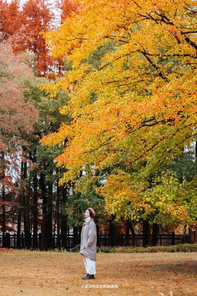 武汉为百年古树建公园，免费开放！