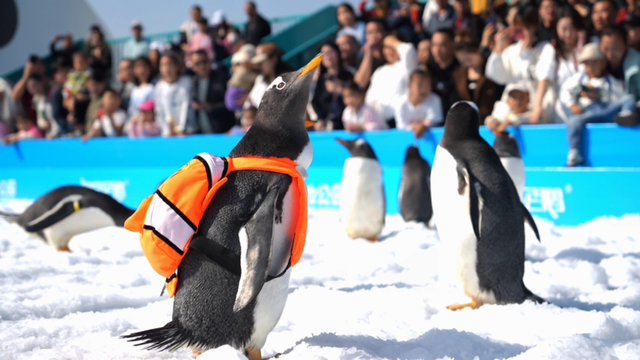 “鹅城”哈尔滨，全城见企鹅！哈尔滨极地公园最大规模“淘学企鹅冰雪巡游”11月15日全城开启！