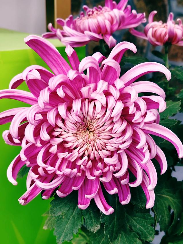 重阳紫竹院，菊香漫园