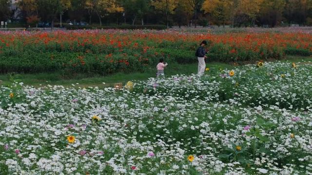 初冬限定！余杭这几处花海，巨出片