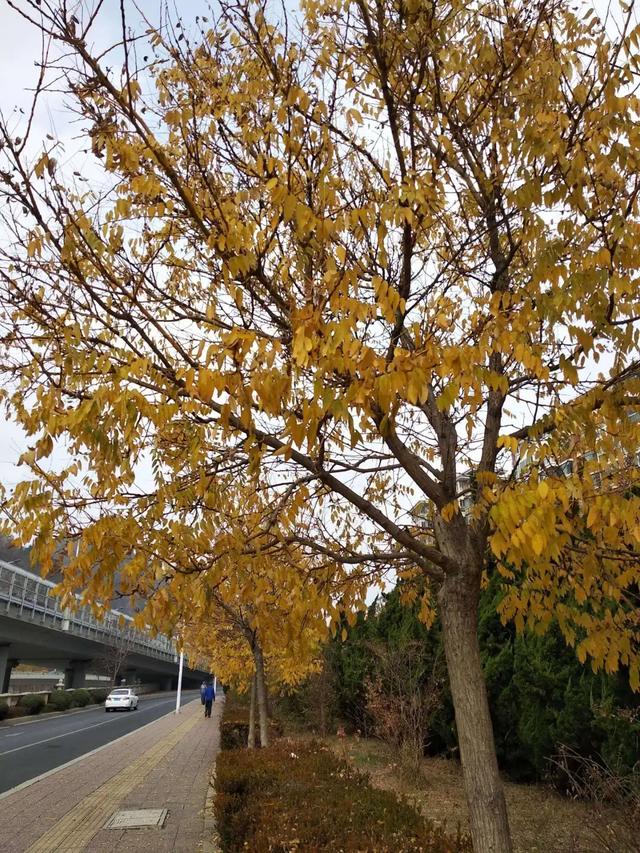 落叶缓扫点位公布！碑林这几片“落叶地毯”等你来打卡