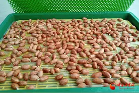 礼县：小小花生芽 “顶”起致富路图片