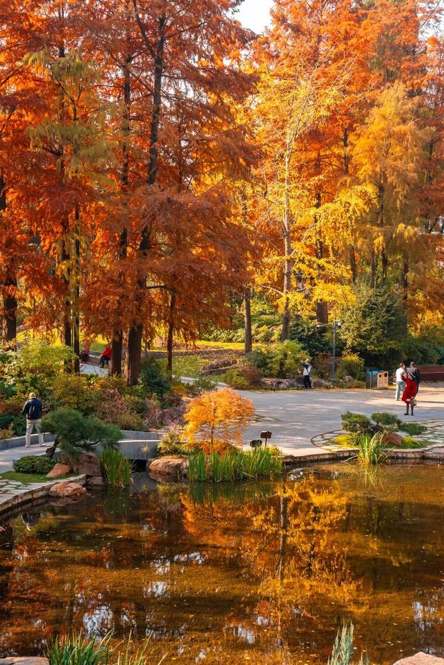 红枫+瀑布！上海市中心免费“斑斓山谷”迎来最美秋景→