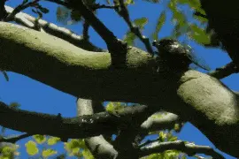 有人报价950元/公斤！眼下正大量出现，很多人深夜出动……紧急提醒图片