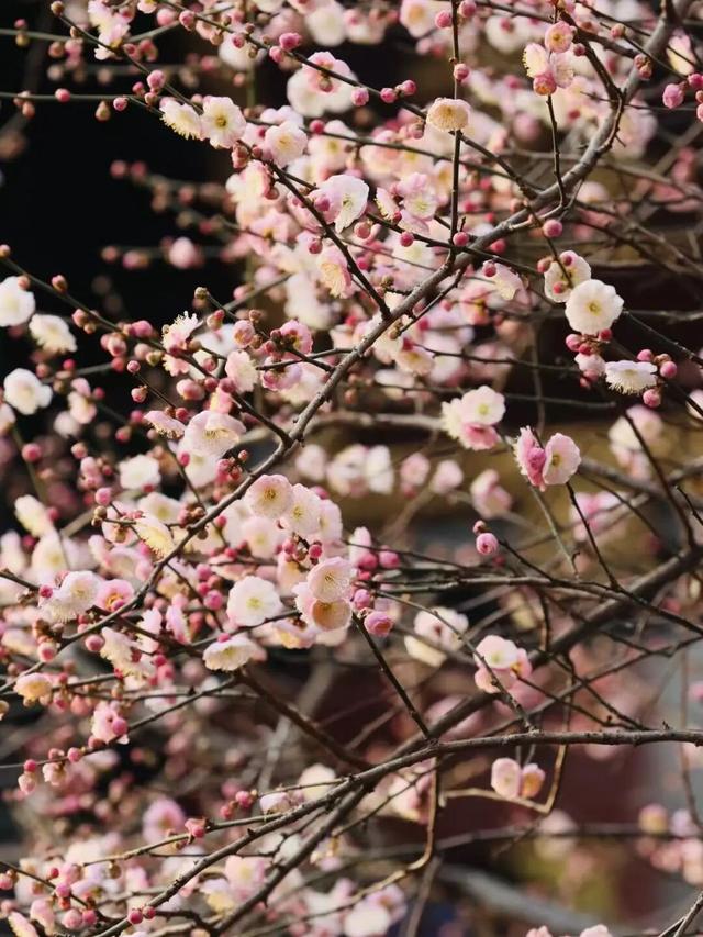 已开！成都怎么提前过上“春天”了