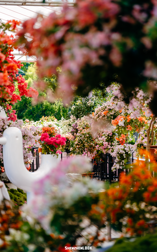 挤爆莲花山！深圳20万m²超大型花展，今天开始