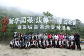中外媒体齐聚云南麻栗坡 共赏茶文化魅力图片