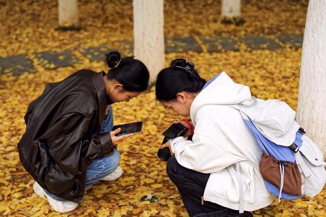 岳麓山的银杏黄了