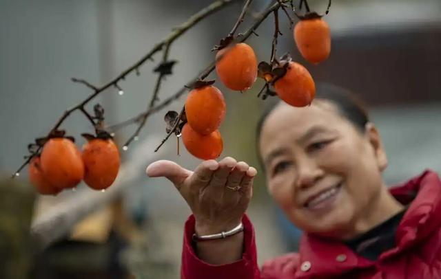 南漳：一键收藏！送你满枝头的“柿柿如意”