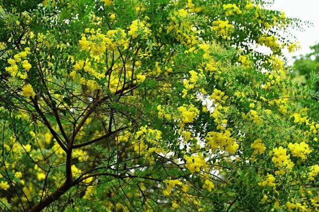 周末去打卡！南宁四大花海上线，20℃暖冬赏花攻略一键收藏！