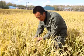 种粮十分有获得感——一位黑龙江种粮大户的丰收路图片