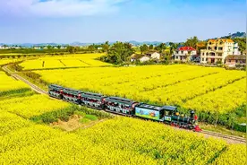 重庆2025年油菜花最佳观赏期预报出炉图片