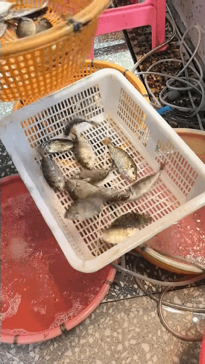 为了这口鲜，总要去一趟这个东莞海边的镇！