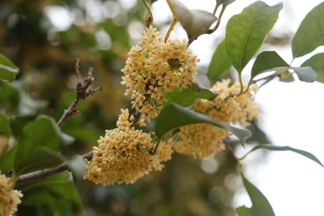 点 击 ↑ 看莲都的秋天