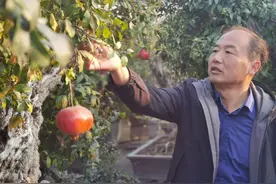 “小石榴”撬起“大产业”，《经济参考报》聚焦枣庄石榴产业高质量发展图片