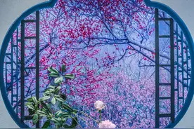 辰山植物园2025迎春花展火热进行中！“满亭春芳”展区集中展出花艺作品→图片