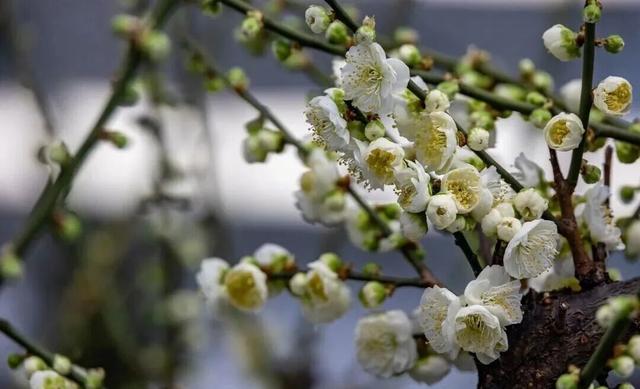 梅花开了！来这条精选的怀柔区郊游线路感受春意盎然
