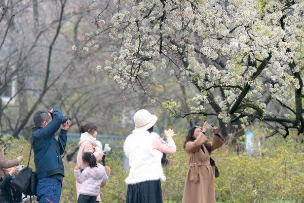 青山公园“最美梨花”开爆了，“梨花带雨”有了具象化场景