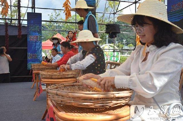文化中国行｜峨山县首届荷花节启幕——丰收峨山 荷韵飘香