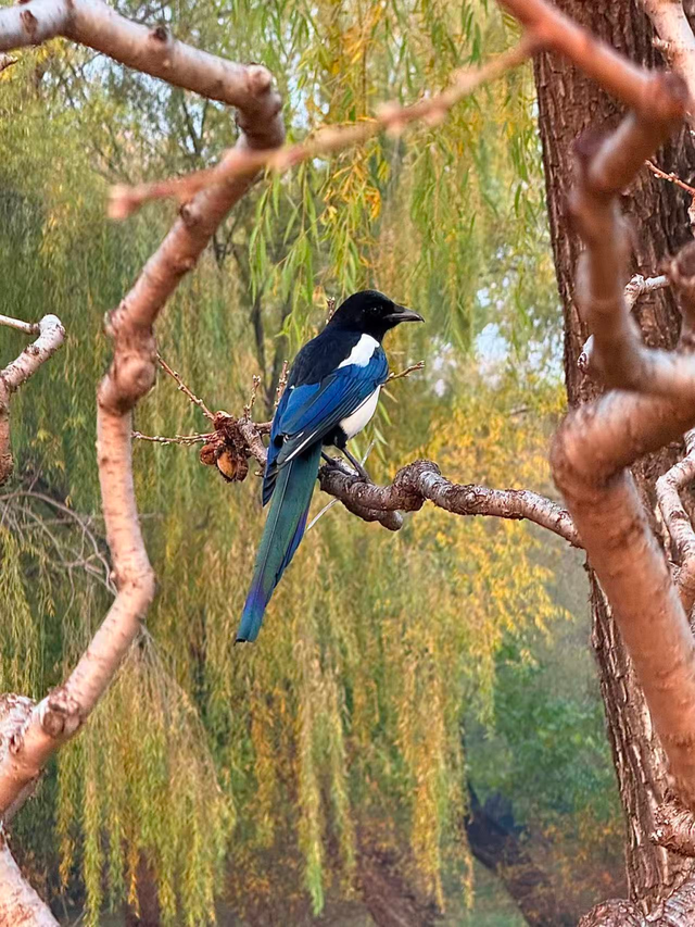 银杏浓烈似金，松柏深翠如墨！京城这景色太美了