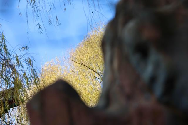 新视界｜如诗如画！冬至趵突泉 景色别样新