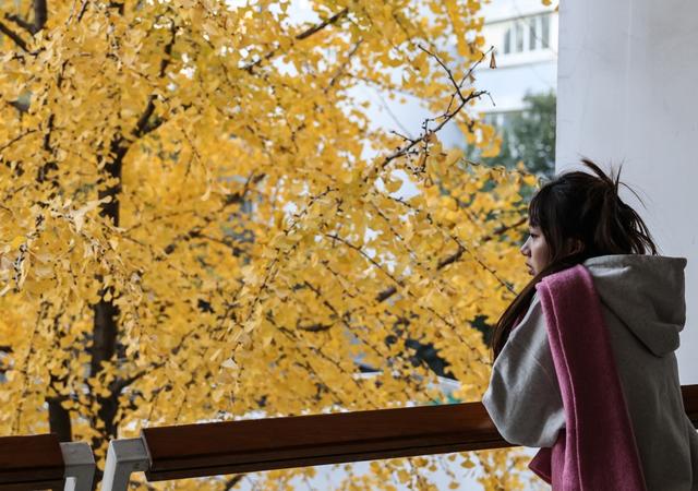 局门路百米银杏长廊热度飙升，找到这个隐藏打卡机位分分钟拍出金秋绝美大片