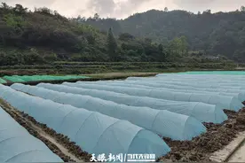 台江：春耕育秧忙图片
