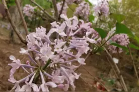 解读丁香：兼具诗意和实用价值的“宝藏植物”图片