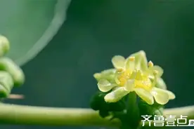 青未了|花事荼靡图片