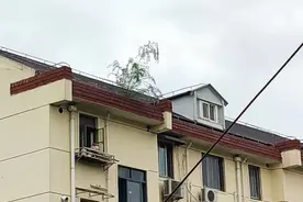 屋顶上长树了，他们这么办……图片