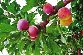 李子树夏季管理注意啥图片