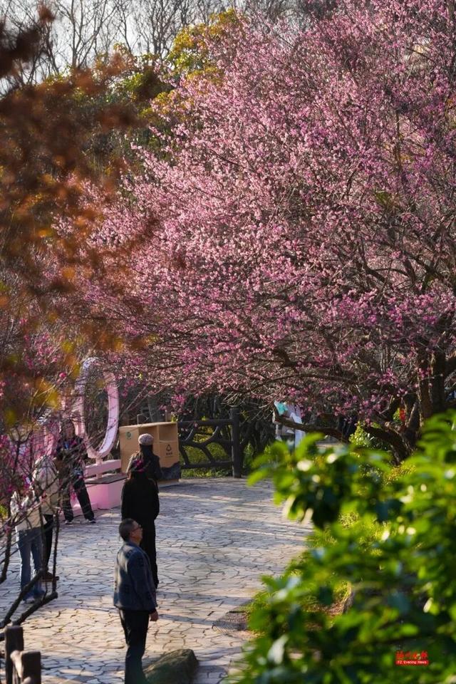 绝美！福州鼓山梅花开了！