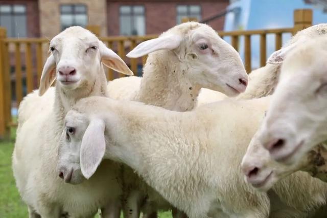 广安区湖羊美食文化月活动12月19日启动