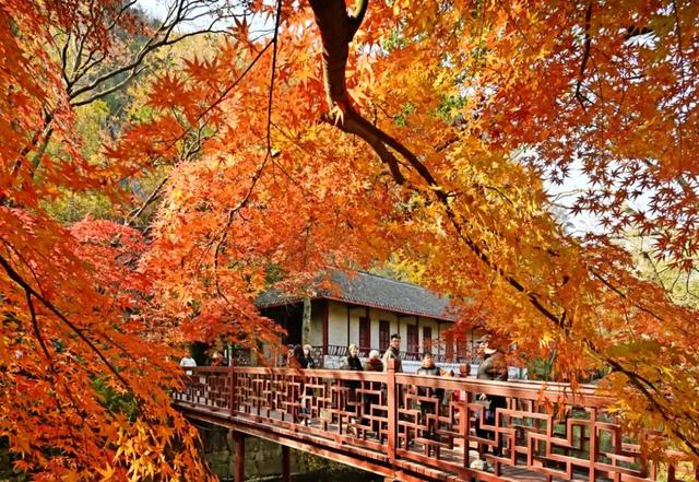 南通这里太美了！这个周末，不少人赶去打卡