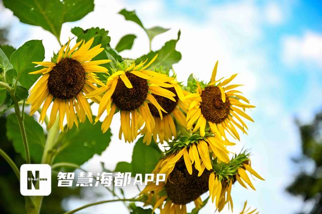 福州南山公园向日葵花海盛放