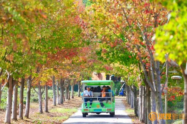 秋日限定 “枫” 景！南昌这里，也太美了吧